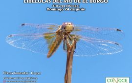 Ruta para conocer las libélulas del río Turón
